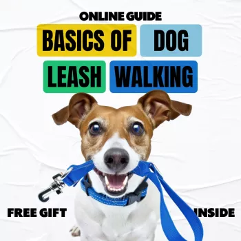 Loose-Leash Walking Basics: Calm Steps for No-Pull Walks