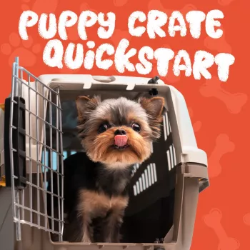 Fastest Puppy Crate Training: Day-One Routine + Nights